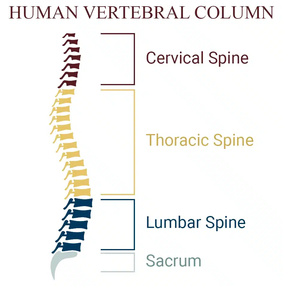 Human vertebral column chart